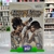 Prince Of Persia Rival Swords Nintendo Wii - Seminovo na internet