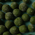 Imagen de Malfatti de espinaca