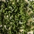 Fusilli de espinaca - tienda online