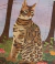 Rompecabezas Patagonia Gato en internet