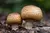 Agaricus Blazei 60 capsulas de 500mg en internet