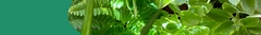 Banner de la categoría Calatheas y Marantas