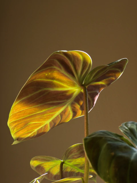 Philodendron 'El Choco Red' - comprar online