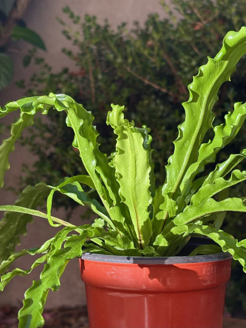 Asplenium 'Osaka' - comprar online