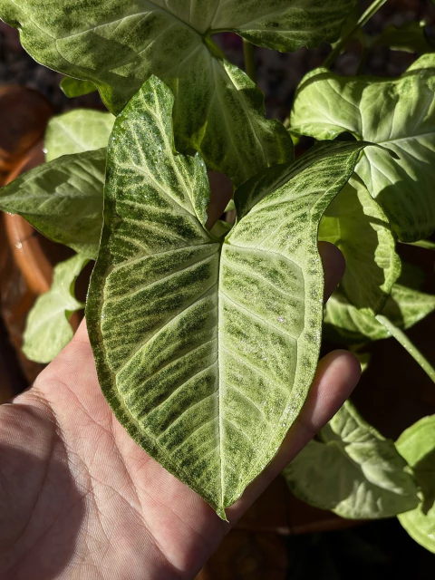 Syngonium - comprar online
