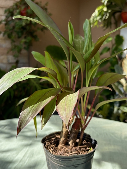 Dracaena indivisa 'Rubra' - comprar online