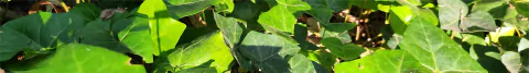 Banner de la categoría Macetas plásticas