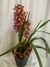 Orquídea Simbideo