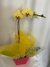 Orquídea phaleanopolis