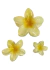 Broche Hawaiano Amarillo - tienda online
