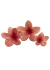 Broche Hawaiano Coral - Accesorios CM