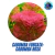 Planta aquatica Cabomba roxa - 6 unidades - comprar online