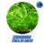 Planta aquatica Echinodorus tenelus green - 6 unidades - Barreto's Aquarismo