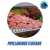 Planta aquatica Flutuante Philanthus Fluitans - 6 unidades - comprar online