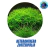 Planta aquatica Heterantera Zosterifolia - 6 unidades - comprar online