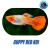Casal de Guppy Koi – Cores Vibrantes Inspiradas em Carpas Ornamentais - Barreto's Aquarismo