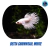 Betta Crowntail White – Macho ou Fêmea (Seleção Premium) na internet
