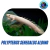 Polypterus Senegalus Albino – Peixe Dragão Exótico e Diferente para Aquário - comprar online
