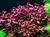 Planta aquatica Ludwigia Red - 6 unidades