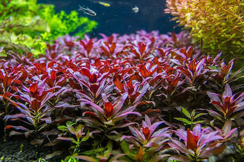 Plantas Aquáticas Ludwigia Glandulosa - 6 unidades