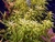 Planta aquatica Rotala Mexicana - 6 unidades - comprar online