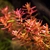 Planta aquatica Rotala Red mini - 3 unidades