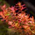 Planta aquatica Rotala Red mini - 3 unidades