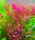 Planta aquatica Rotala Red mini - 3 unidades - comprar online