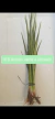 Planta Aquatica: Acorus - 6 unidades - comprar online
