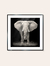 Cuadro Elefante 50x50 - comprar online