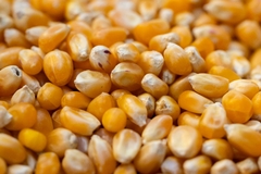 Banner de la categoría LEGUMBRES Y GRANOS 