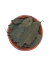 Laurel Hoja