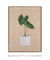 Quadro Decorativo Planta Alocasia