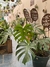 Monstera con maceta 35 Litros - comprar online