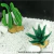 ENFEITE DE SILICONE SOMA PLANTA CACTUS 03 - loja online
