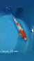 Carpa Koi - Kohaku 23 a 24 cm