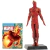 Marvel Figurines Regular: Tocha Humana - Edição 18