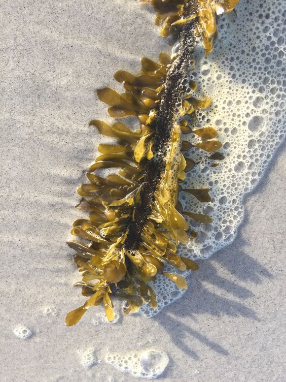 Laminaria saccharina