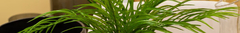 Banner de la categoría Plantas artificiales