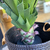 Planta Agave - Sincronía Deco