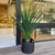 Planta Agave - tienda online