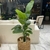 Planta Strelitzia