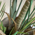 Árbol Areca en internet