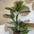 Árbol Areca