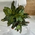 Árbol Croton - Sincronía Deco