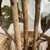 Árbol Croton - comprar online