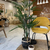 Árbol Areca - Sincronía Deco