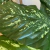 Dieffenbachia - Sincronía Deco