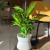 Dieffenbachia - comprar online