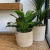 Dieffenbachia
